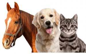 All about pets and their needs